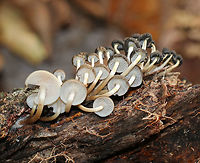 Mushrooms - Mycena sp. I wish I knew the species on these! They were growing in a cluster on rotting wood in a mixed swamp. The older mushroom caps were very dark brown and shriveled, while the younger ones were light brown. <br />
https://www.jungledragon.com/image/75227/mushrooms_-_mycena_sp.html<br />
Oh, and who can spot the chubby springtail?? Fall,Geotagged,United States,bonnets,mushrooms,mycena
