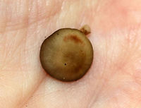 Mushrooms - Mycena sp. I wish I knew the species on these! They were growing in a cluster on rotting wood in a mixed swamp. The older mushroom caps were very dark brown and shriveled, while the younger ones were light brown. <br />
https://www.jungledragon.com/image/75226/mushrooms_-_mycena_sp.html<br />
 Fall,Geotagged,United States