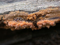 Fungus - Corticiaceae This reminds me of Phlebia sp., but I am not sure if it is.  It was growing, crust-like, on rotting wood in a swamp.<br />
https://www.jungledragon.com/image/75230/fungus_-_family_corticiaceae.html<br />
https://www.jungledragon.com/image/75229/fungus_-_corticiaceae.html Corticiaceae,Fall,Geotagged,United States