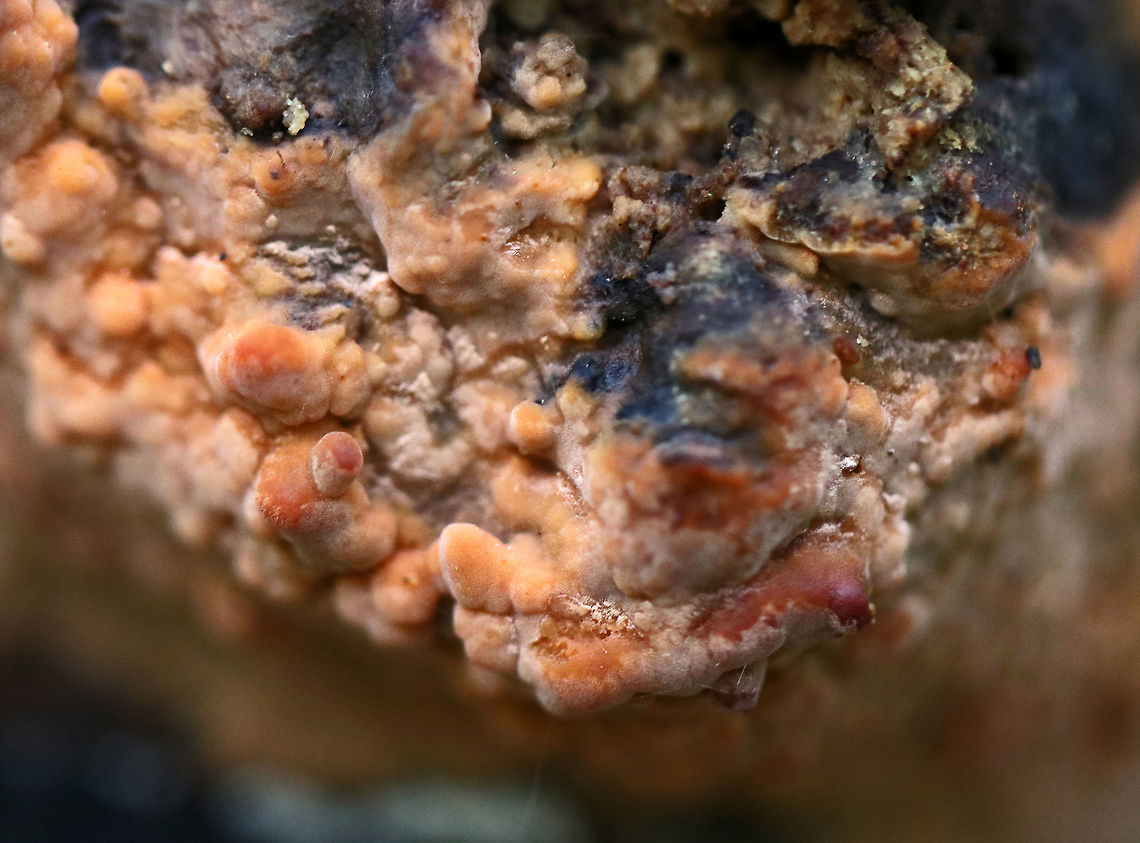 Fungus - Corticiaceae This reminds me of Phlebia sp., but I am not sure if it is. It was growing, crust-like, on rotting wood in a swamp.<br />
<figure class="photo"><a href="https://www.jungledragon.com/image/75228/fungus_-_corticiaceae.html" title="Fungus - Corticiaceae"><img src="https://s3.amazonaws.com/media.jungledragon.com/images/3232/75228_thumb.jpg?AWSAccessKeyId=05GMT0V3GWVNE7GGM1R2&Expires=1759968010&Signature=%2BPhYXQ1tp%2Bwc%2FWG1NU88aoCm1tc%3D" width="200" height="148" alt="Fungus - Corticiaceae This reminds me of Phlebia sp., but I am not sure if it is.  It was growing, crust-like, on rotting wood in a swamp.<br />
https://www.jungledragon.com/image/75230/fungus_-_family_corticiaceae.html<br />
https://www.jungledragon.com/image/75229/fungus_-_corticiaceae.html Corticiaceae,Fall,Geotagged,United States" /></a></figure><br />
<figure class="photo"><a href="https://www.jungledragon.com/image/75230/fungus_-_family_corticiaceae.html" title="Fungus - Family Corticiaceae"><img src="https://s3.amazonaws.com/media.jungledragon.com/images/3232/75230_thumb.jpg?AWSAccessKeyId=05GMT0V3GWVNE7GGM1R2&Expires=1759968010&Signature=235bc6257F%2BDaN8ED2Nv4ZZ%2B%2BV4%3D" width="200" height="146" alt="Fungus - Family Corticiaceae This reminds me of Phlebia sp., but I am not sure if it is. It was growing, crust-like, on rotting wood in a swamp.<br />
https://www.jungledragon.com/image/75228/fungus_-_corticiaceae.html<br />
https://www.jungledragon.com/image/75229/fungus_-_corticiaceae.html Fall,Geotagged,United States" /></a></figure> Fall,Geotagged,United States