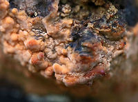 Fungus - Corticiaceae This reminds me of Phlebia sp., but I am not sure if it is. It was growing, crust-like, on rotting wood in a swamp.<br />
https://www.jungledragon.com/image/75228/fungus_-_corticiaceae.html<br />
https://www.jungledragon.com/image/75230/fungus_-_family_corticiaceae.html Fall,Geotagged,United States