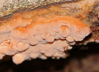 Fungus - Family Corticiaceae This reminds me of Phlebia sp., but I am not sure if it is. It was growing, crust-like, on rotting wood in a swamp.<br />
https://www.jungledragon.com/image/75228/fungus_-_corticiaceae.html<br />
https://www.jungledragon.com/image/75229/fungus_-_corticiaceae.html Fall,Geotagged,United States