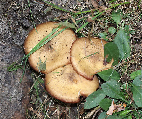 Armillaria gallica Cap: Flat; tan with darker brown, lined edges; dry with fibrils

Gills: Close; attached; short gills present; pale tan

Stem: Lined at apex; white/pink/brownish; swollen base

Habitat: Growing at the base of a hardwood tree
https://www.jungledragon.com/image/75234/armillaria_gallica.html Armillaria,Armillaria gallica,Fall,Geotagged,United States