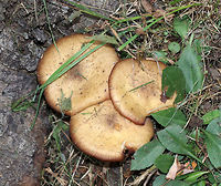 Armillaria gallica Cap: Flat; tan with darker brown, lined edges; dry with fibrils<br />
<br />
Gills: Close; attached; short gills present; pale tan<br />
<br />
Stem: Lined at apex; white/pink/brownish; swollen base<br />
<br />
Habitat: Growing at the base of a hardwood tree<br />
https://www.jungledragon.com/image/75234/armillaria_gallica.html Armillaria,Armillaria gallica,Fall,Geotagged,United States