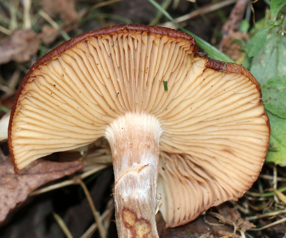 Armillaria gallica Cap: Flat; tan with darker brown, lined edges; dry with fibrils<br />
<br />
Gills: Close; attached; short gills present; pale tan<br />
<br />
Stem: Lined at apex; white/pink/brownish; swollen base<br />
<br />
Habitat: Growing at the base of a hardwood tree<br />
<figure class="photo"><a href="https://www.jungledragon.com/image/75232/armillaria_gallica.html" title="Armillaria gallica"><img src="https://s3.amazonaws.com/media.jungledragon.com/images/3232/75232_thumb.jpg?AWSAccessKeyId=05GMT0V3GWVNE7GGM1R2&Expires=1759968010&Signature=PInXwBVRJbm6fvi2TU509Z7O2og%3D" width="200" height="168" alt="Armillaria gallica Cap: Flat; tan with darker brown, lined edges; dry with fibrils<br />
<br />
Gills: Close; attached; short gills present; pale tan<br />
<br />
Stem: Lined at apex; white/pink/brownish; swollen base<br />
<br />
Habitat: Growing at the base of a hardwood tree<br />
https://www.jungledragon.com/image/75234/armillaria_gallica.html Armillaria,Armillaria gallica,Fall,Geotagged,United States" /></a></figure> Armillaria gallica,Fall,Geotagged,United States