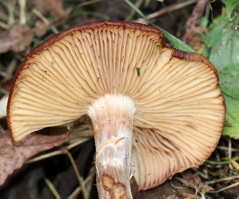 Armillaria gallica Cap: Flat; tan with darker brown, lined edges; dry with fibrils

Gills: Close; attached; short gills present; pale tan

Stem: Lined at apex; white/pink/brownish; swollen base

Habitat: Growing at the base of a hardwood tree
https://www.jungledragon.com/image/75232/armillaria_gallica.html Armillaria gallica,Fall,Geotagged,United States