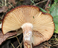 Armillaria gallica Cap: Flat; tan with darker brown, lined edges; dry with fibrils<br />
<br />
Gills: Close; attached; short gills present; pale tan<br />
<br />
Stem: Lined at apex; white/pink/brownish; swollen base<br />
<br />
Habitat: Growing at the base of a hardwood tree<br />
https://www.jungledragon.com/image/75232/armillaria_gallica.html Armillaria gallica,Fall,Geotagged,United States