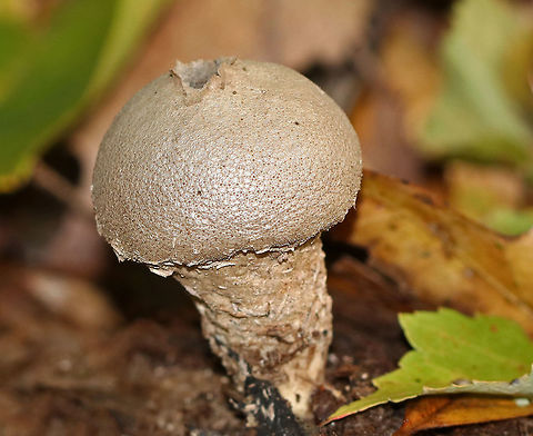 Common Puffball - Lycoperdon perlatum Habitat: Growing on rotting wood in a deciduous forest Common puffball,Fall,Geotagged,Lycoperdon,Lycoperdon perlatum,United States,puffball