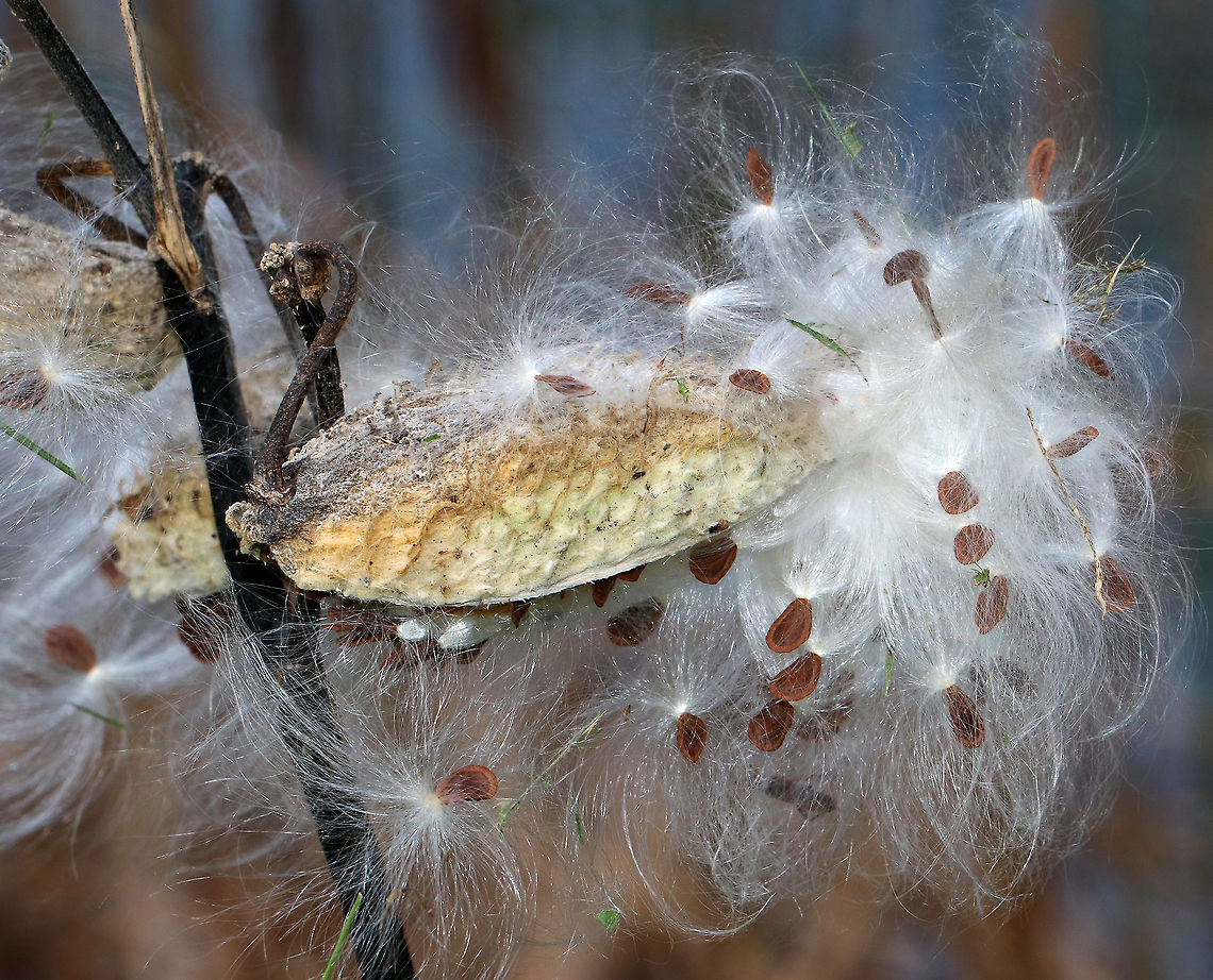Common Milkweed Seeds - Asclepias syriaca Common Milkweed grows up to six feet tall. It has large, broad leaves, pinkish-purple flower clusters, and green fruit pods that turn brown before bursting open to let out fluffy seeds. The flowers bloom from June to August during which time they are visited by many species of moths, butterflies, bees, and other insects. <br />
<br />
Common Milkweed is a very important plant because so many species of insects depend on it for survival. For example, Monarch Butterflies and Milkweed Bugs only eat milkweed, and could not survive without it. Many other additional species of insects use milkweed as a primary food source as well.<br />
<br />
Before the seeds come out: <figure class="photo"><a href="https://www.jungledragon.com/image/75063/common_milkweed_seeds_-_asclepias_syriaca.html" title="Common Milkweed Seeds - Asclepias syriaca"><img src="https://s3.amazonaws.com/media.jungledragon.com/images/3232/75063_thumb.jpg?AWSAccessKeyId=05GMT0V3GWVNE7GGM1R2&Expires=1770854410&Signature=6F7Nwz30v1fRIf1Rz9lha1lAm1M%3D" width="106" height="152" alt="Common Milkweed Seeds - Asclepias syriaca Common Milkweed grows up to six feet tall. It has large, broad leaves, pinkish-purple flower clusters, and green fruit pods that turn brown before bursting open to let out fluffy seeds. The flowers bloom from June to August during which time they are visited by many species of moths, butterflies, bees, and other insects. <br />
<br />
Common Milkweed is a very important plant because so many species of insects depend on it for survival. For example, Monarch Butterflies and Milkweed Bugs only eat milkweed, and could not survive without it. Many other additional species of insects use milkweed as a primary food source as well.<br />
https://www.jungledragon.com/image/75062/common_milkweed_seeds_-_asclepias_syriaca.html<br />
<br />
After the seeds come out:<br />
https://www.jungledragon.com/image/75236/common_milkweed_seeds_-_asclepias_syriaca.html Asclepias syriaca,Common milkweed,Fall,Geotagged,United States" /></a></figure> Asclepias syriaca,Common milkweed,Fall,Geotagged,United States,milkweed,seeds