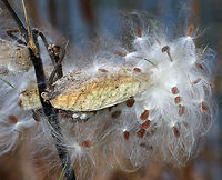 Common Milkweed Seeds - Asclepias syriaca Common Milkweed grows up to six feet tall. It has large, broad leaves, pinkish-purple flower clusters, and green fruit pods that turn brown before bursting open to let out fluffy seeds. The flowers bloom from June to August during which time they are visited by many species of moths, butterflies, bees, and other insects. <br />
<br />
Common Milkweed is a very important plant because so many species of insects depend on it for survival. For example, Monarch Butterflies and Milkweed Bugs only eat milkweed, and could not survive without it. Many other additional species of insects use milkweed as a primary food source as well.<br />
<br />
Before the seeds come out: https://www.jungledragon.com/image/75063/common_milkweed_seeds_-_asclepias_syriaca.html Asclepias syriaca,Common milkweed,Fall,Geotagged,United States,milkweed,seeds