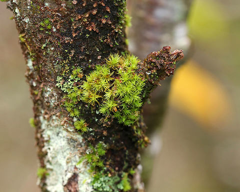 Moss - Bryophyta, possibly Orthotrichum sp. This lovely moss was growing on a dying tree in a bog.  Bryophyta,Fall,Geotagged,Orthotrichum,United States,bryophyte,moss