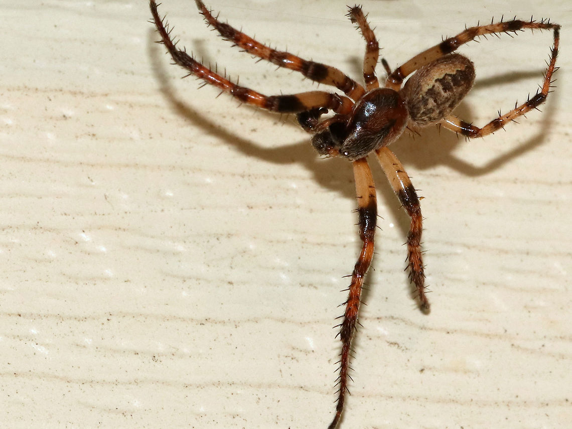 Furrow Orb Spider - Larinioides cornutus Habitat: Lurking near a moth light on my deck... Furrow orb spider,Geotagged,Larinioides cornutus,Summer,United States,spider