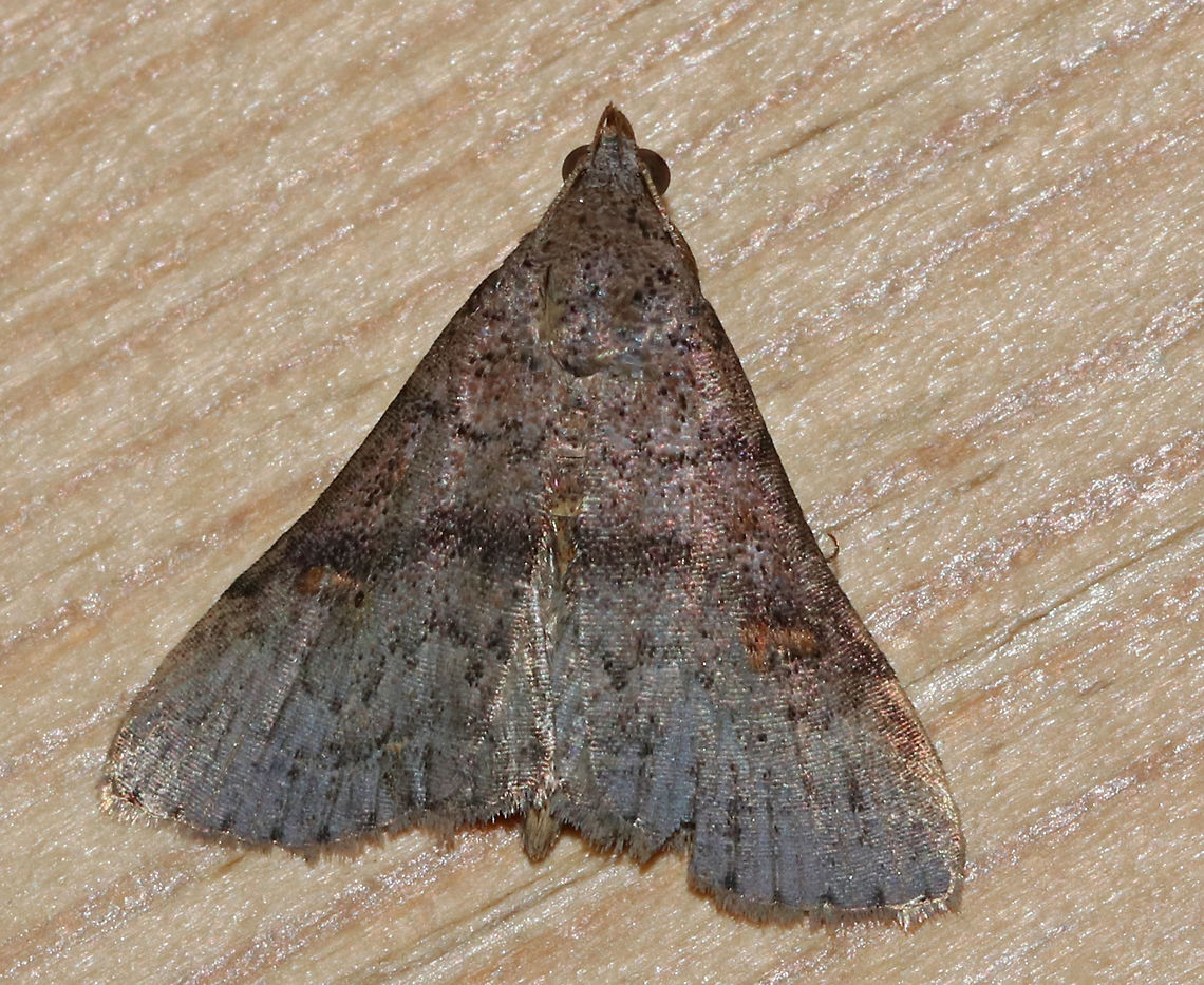 Bent-winged Owlet - Bleptina caradrinalis TL: about 15 mm. Forewings were grayish brown with orange reniform spots<br />
<br />
*ID is tentative.Other possibilities are: Renia adspergillus, Bleptina caradrinalis, or Renia sobrialis.<br />
<br />
Habitat: Attracted to a moth light in a rural area<br />
 Bent-winged Owlet,Bleptina caradrinalis,Geotagged,Summer,United States,erebidae,moth