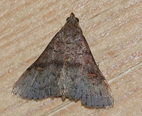 Bent-winged Owlet - Bleptina caradrinalis TL: about 15 mm. Forewings were grayish brown with orange reniform spots

*ID is tentative.Other possibilities are: Renia adspergillus, Bleptina caradrinalis, or Renia sobrialis.

Habitat: Attracted to a moth light in a rural area
 Bent-winged Owlet,Bleptina caradrinalis,Geotagged,Summer,United States,erebidae,moth