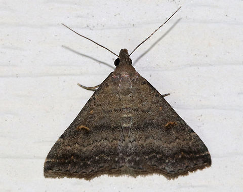 Gray Renia - Renia adspergillus Habitat: Attracted to a moth light in a rural area Geotagged,Gray Renia,Renia adspergillus,Summer,United States,moth,renia