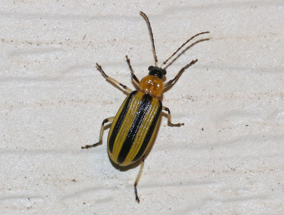 Striped Cucumber Beetle - Acalymma vittatum Habitat: Attracted to a moth light in a rural area Acalymma,Acalymma vittatum,Geotagged,Striped cucumber beetle,Summer,United States,beetle