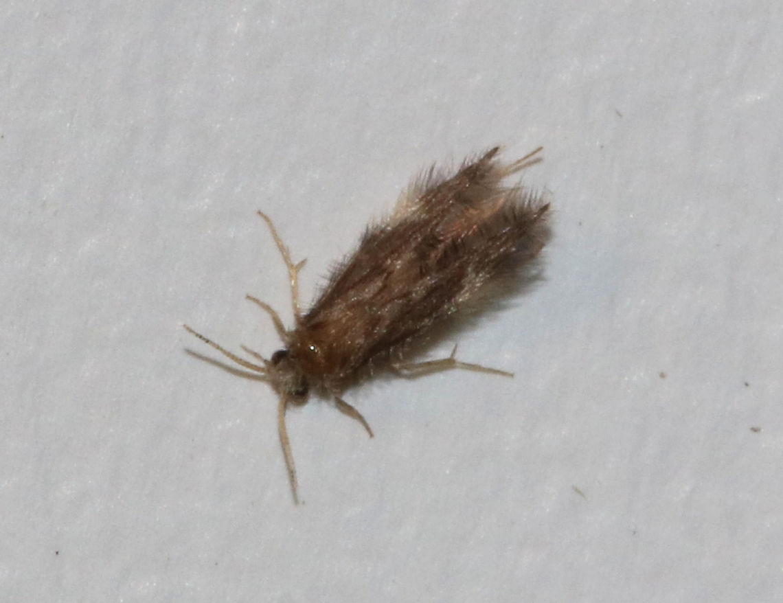 Microcaddisfly - Family Hydroptilidae Tiny, brown, and super fuzzy!<br />
<br />
Habitat: Attracted to a moth light in a rural area Geotagged,Hydroptilidae,Summer,United States,caddisfly,microcaddisfly