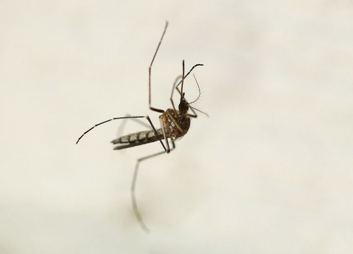 Inland Floodwater Mosquito - Aedes vexans This poor mosquito was stuck in a spider web.  I felt bad for her, but admit that I did not rescue her.<br />
<br />
Habitat: Attracted to me as I was taking pictures of moths; rural area at night Aedes vexans,Geotagged,Inland floodwater mosquito,Summer,United States,aedes,mosquito