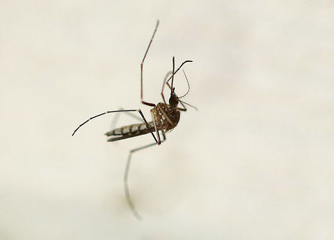 Inland Floodwater Mosquito - Aedes vexans This poor mosquito was stuck in a spider web.  I felt bad for her, but admit that I did not rescue her.

Habitat: Attracted to me as I was taking pictures of moths; rural area at night Aedes vexans,Geotagged,Inland floodwater mosquito,Summer,United States,aedes,mosquito
