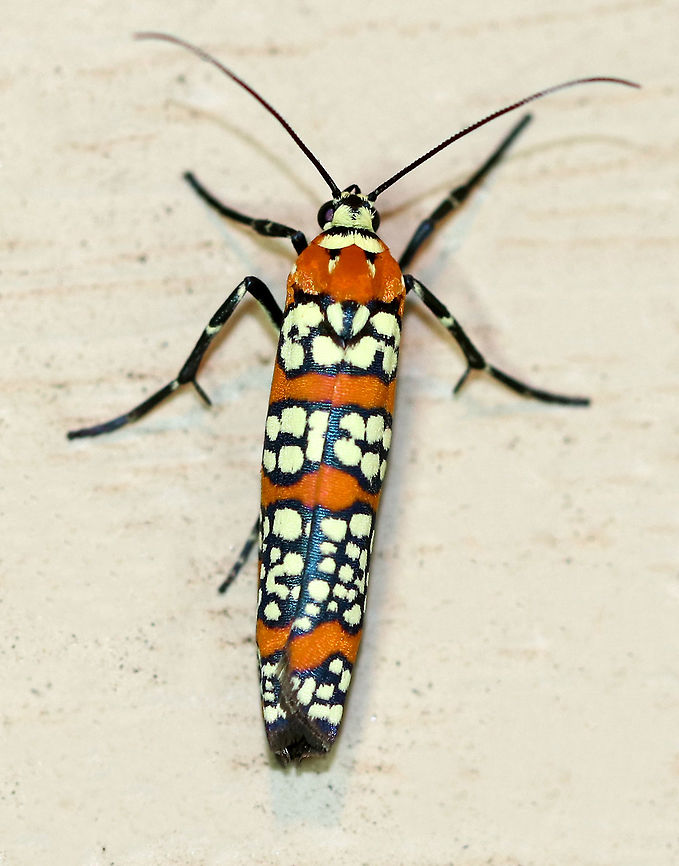Ailanthus Webworm Moth - Atteva aurea Habitat: Attracted to a moth light in a rural area Ailanthus webworm,Atteva,Atteva aurea,Geotagged,Summer,United States,moth