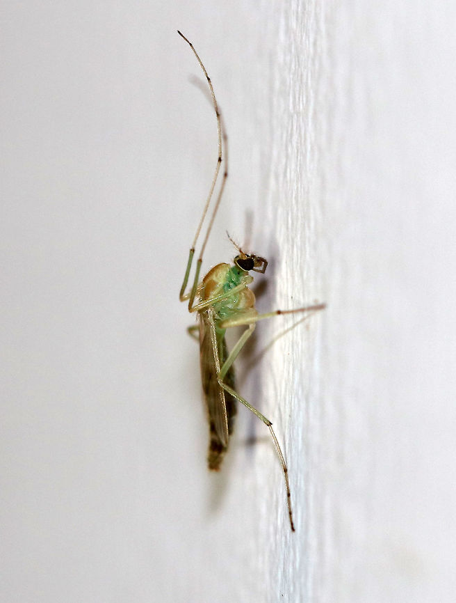 Green Midge - Tanytarsus sp. TL: ~ 7 mm.  Tapered abdomen; Small head; prothorax with brown, dorsal markings; long, brownish legs; transparent wings<br />
<br />
Habitat: Attracted to a moth light in a rural area Geotagged,Summer,Tanytarsus,United States,chironomidae,chironominae,green midge,midge