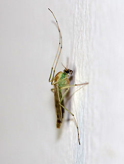 Green Midge - Tanytarsus sp. TL: ~ 7 mm.  Tapered abdomen; Small head; prothorax with brown, dorsal markings; long, brownish legs; transparent wings

Habitat: Attracted to a moth light in a rural area Geotagged,Summer,Tanytarsus,United States,chironomidae,chironominae,green midge,midge
