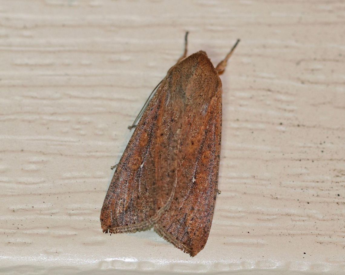 White-Speck Moth - Mythimna unipuncta TL: ~20 mm. FW was orange-brown and was peppered with darker scales; A tiny, white speck touches the inner part of the reniform spot; a thin dark line slants inward from the apex<br />
<br />
Habitat: Attracted to a moth light in a rural area Geotagged,Mythimna,Mythimna unipuncta,Summer,United States,White-speck,moth