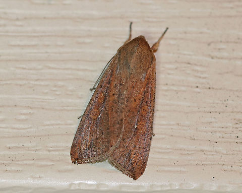 White-Speck Moth - Mythimna unipuncta TL: ~20 mm. FW was orange-brown and was peppered with darker scales; A tiny, white speck touches the inner part of the reniform spot; a thin dark line slants inward from the apex

Habitat: Attracted to a moth light in a rural area Geotagged,Mythimna,Mythimna unipuncta,Summer,United States,White-speck,moth