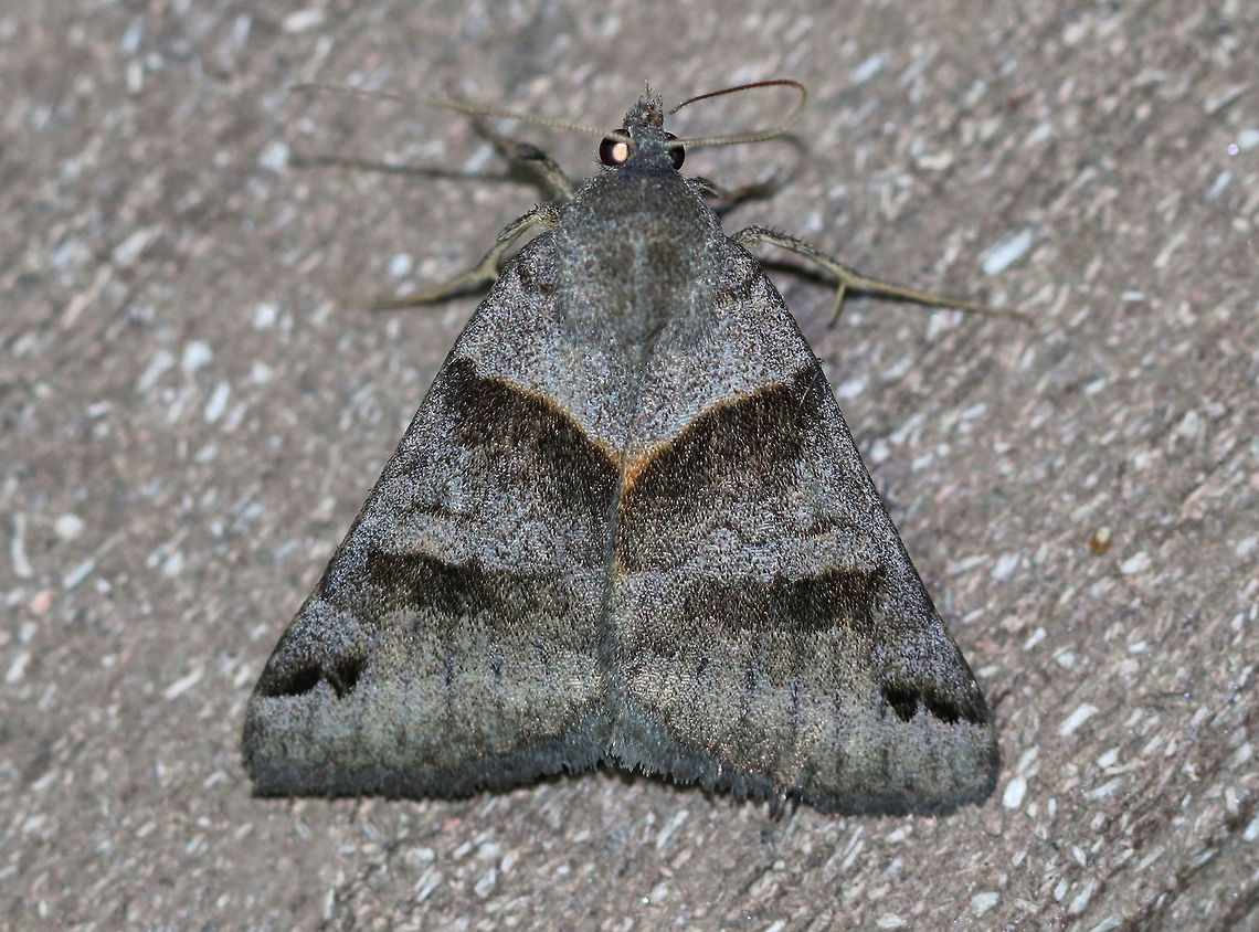 Clover Looper Moth - Caenurgina crassiuscula Total length: ~20 mm. Forewings are variably brown with AM and PM lines that converge at the inner margin.<br />
<br />
Habitat: Attracted to a moth light in a rural area. Caenurgina crassiuscula,Clover Looper,Geotagged,Moth,Summer,United States