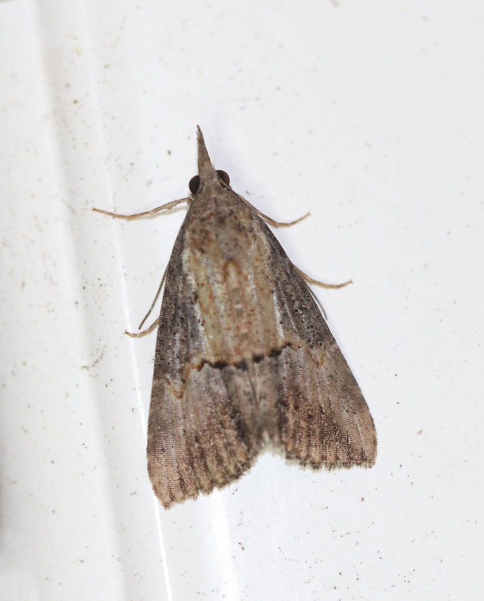 Green Cloverworm Moth - Hypena scabra The forewings are narrow and blackish-brown. although the color and pattern varies considerably. There is a thin, black line midway along inner margin, and a pale triangular patch usually present along the costa at the apex. The postmedian line is slightly wavy with a small, but conspicuous bulge near the costa. The hindwings are broad and uniformly grayish-brown with darker veins.<br />
<br />
Habitat: Attracted to a light in a rural area Geotagged,Green Cloverworm,Hypena scabra,Summer,United States,hypena,moth