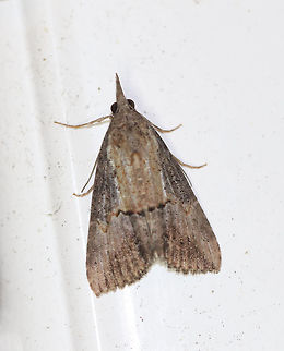 Green Cloverworm Moth - Hypena scabra The forewings are narrow and blackish-brown. although the color and pattern varies considerably. There is a thin, black line midway along inner margin, and a pale triangular patch usually present along the costa at the apex. The postmedian line is slightly wavy with a small, but conspicuous bulge near the costa. The hindwings are broad and uniformly grayish-brown with darker veins.

Habitat: Attracted to a light in a rural area Geotagged,Green Cloverworm,Hypena scabra,Summer,United States,hypena,moth