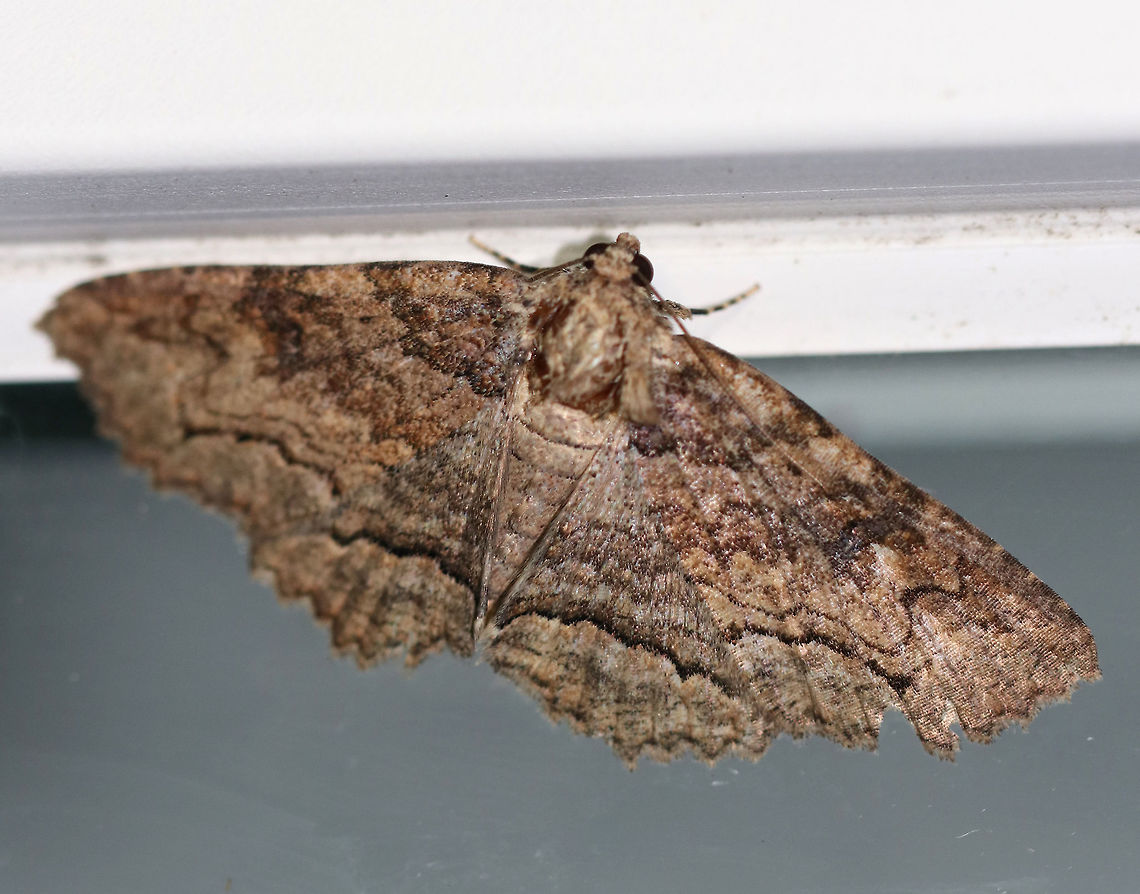 Lunate Zale - Zale lunata WS: ~45 mm.  Brown forewings had a bark-like pattern of thin, wavy, black lines. Double ST line was boldest from the midpoint of the outer margin to the inner margin<br />
<br />
Habitat: Attracted to a moth light in a rural area Geotagged,Summer,United States,Zale lunata,moth,zale