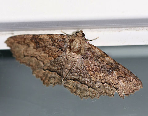 Lunate Zale - Zale lunata WS: ~45 mm.  Brown forewings had a bark-like pattern of thin, wavy, black lines. Double ST line was boldest from the midpoint of the outer margin to the inner margin

Habitat: Attracted to a moth light in a rural area Geotagged,Summer,United States,Zale lunata,moth,zale