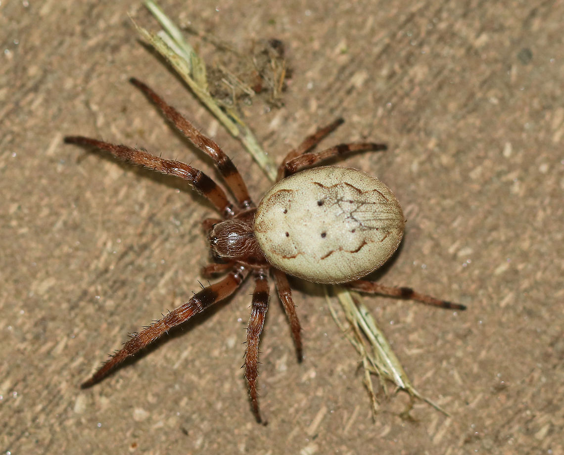Furrow Orb Spider - Larinioides cornutus Habitat: Patrolling my deck for snackable critters Furrow orb spider,Geotagged,Larinioides cornutus,Summer,United States,spider
