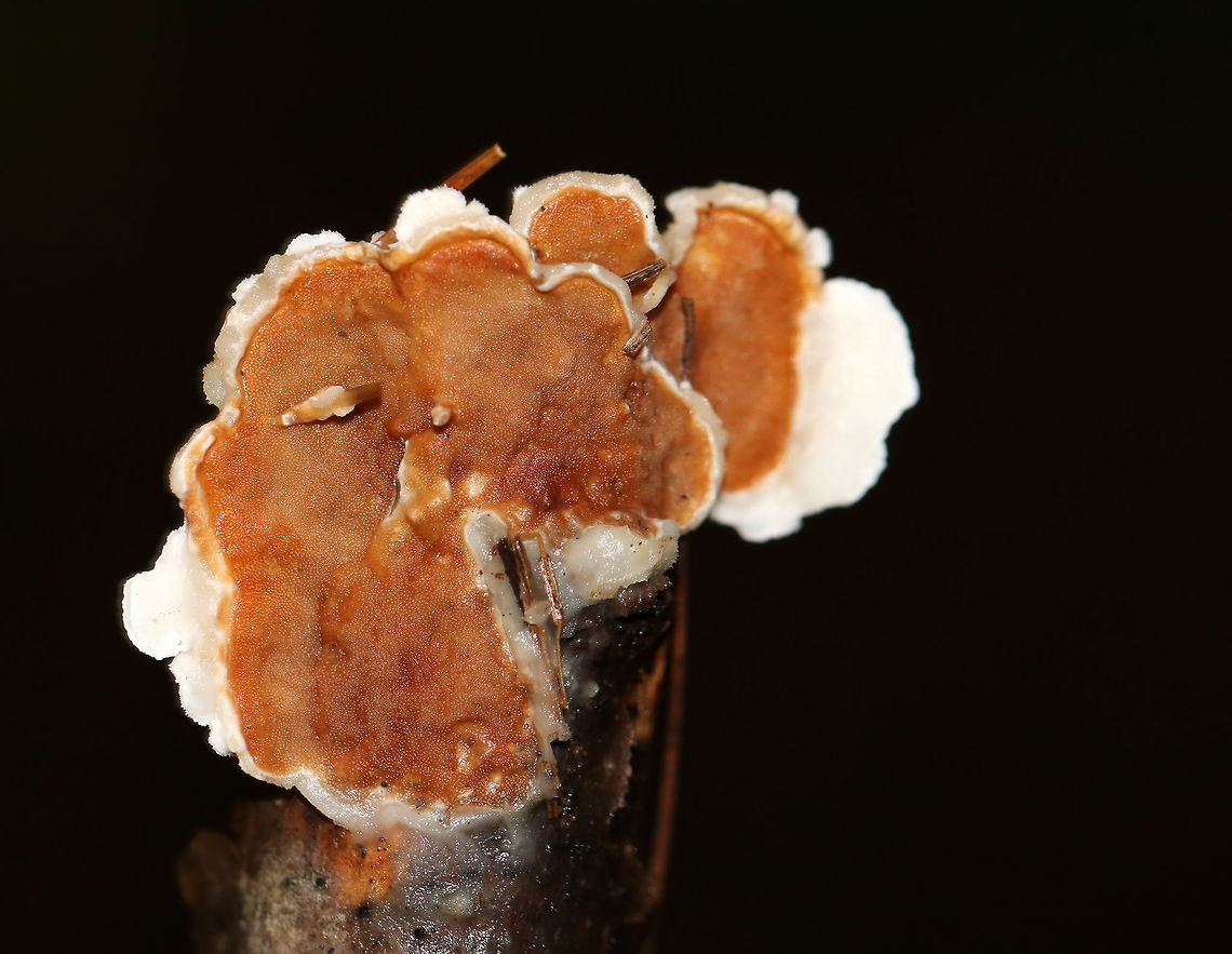 Gloeoporus Crust Fungus - Gloeoporus dichrous Pore surface was orange-ish with white around the margin. The uppersurface was white and smooth.<br />
<br />
Habitat: It was growing on the end of a small, hardwood stick in a mixed forest Fall,Geotagged,Gloeoporus,Gloeoporus dichrous,United States,crust,fungus