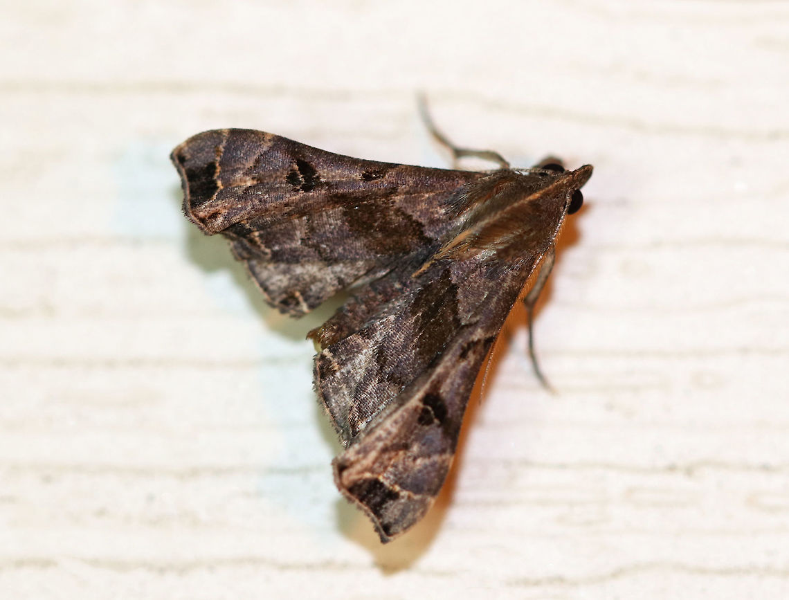 Faint-spotted Palthis Moth (Palthis asopialis) TL: ~15 mm. Grayish brown forewings with black patch near apex. Humpbacked profile.<br />
<br />
Habitat: Attracted to a moth light Faint-Spotted Palthis,Geotagged,Palthis asopialis,Summer,United States,moth