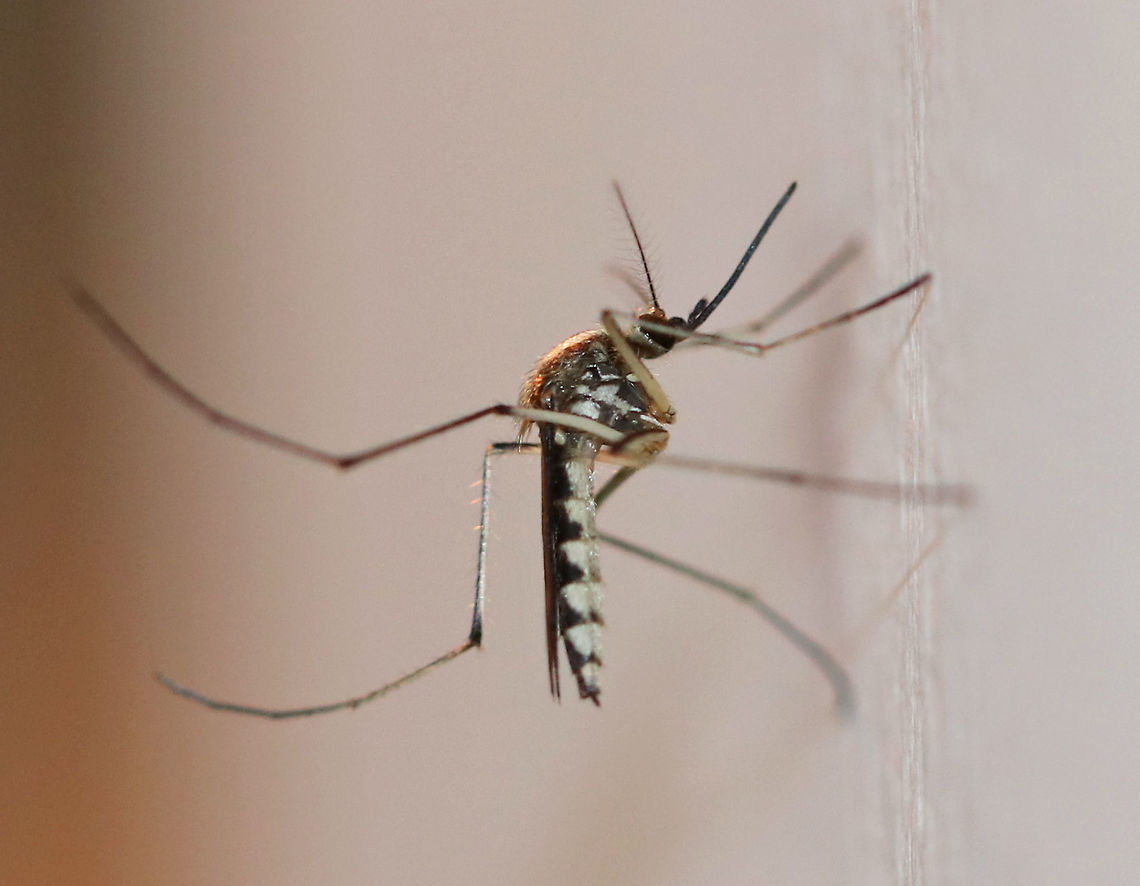 Ochlerotatus trivittatus This mosquito has a pointed abdomen, dark legs and dark wings. The key to identifying it and distinguishing it from similar species is the pattern on the scutum: Oc. trivittatus has two submedian, yellowish-white stripes separated by dark stripe of about same width on its scutum.<br />
<br />
Habitat: Attracted to a light  Culicidae,Geotagged,Ochlerotatus,Ochlerotatus trivittatus,Summer,United States,diptera,mosquito