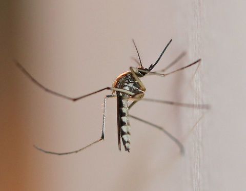 Ochlerotatus trivittatus This mosquito has a pointed abdomen, dark legs and dark wings. The key to identifying it and distinguishing it from similar species is the pattern on the scutum: Oc. trivittatus has two submedian, yellowish-white stripes separated by dark stripe of about same width on its scutum.

Habitat: Attracted to a light  Culicidae,Geotagged,Ochlerotatus,Ochlerotatus trivittatus,Summer,United States,diptera,mosquito