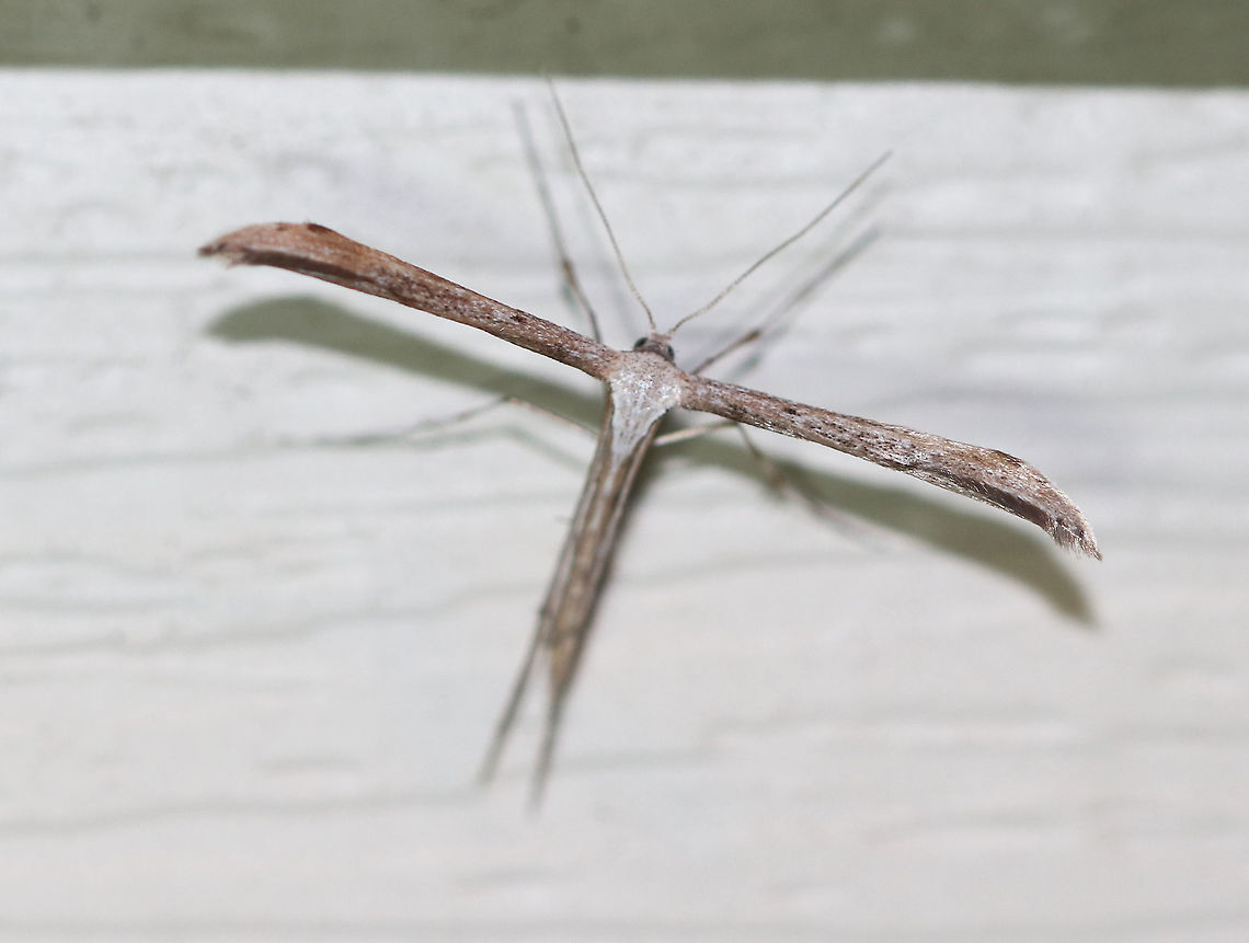 Morning-glory Plume Moth - Emmelina monodactyla WS: ~20-25 mm. Peppery forewings with a darker spot in the mouth of the notch. Pale abdomen with a row of small dots.<br />
<br />
Habitat: Attracted to a moth light in a rural area Emmelina,Emmelina monodactyla,Geotagged,Morning glory plume moth,Summer,United States,moth,plume moth