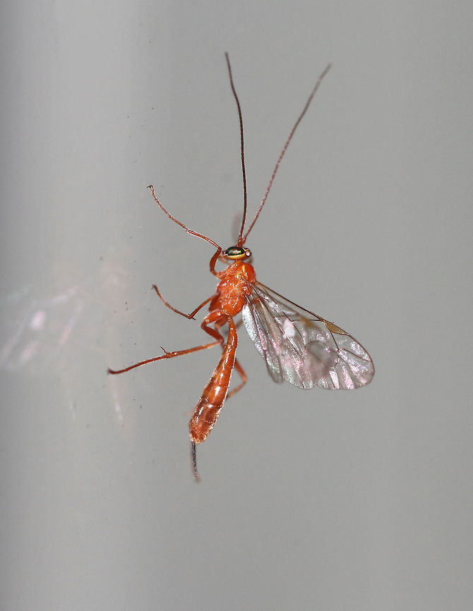 Ichneumon Wasp - Netelia sp. This female wasp has a sharp ovipositor at the end of her abdomen, which can actually be used to sting (unlike many other ichneumons). She uses it to sting a host caterpillar in order to lay an egg on it. The egg is stalked and remains attached to a caterpillar with a sort of "anchor". Once it hatches, the wasp larva will feed on the caterpillar as an ectoparasitoid (external parasite).  Therefore, these wasps are koinobionts because they allow their host to continue development without fully arresting it.<br />
<br />
Habitat: Attracted to a light at night in a rural area Geotagged,Netelia,Parasitica,Summer,United States,ichneumon,ichneumon wasp,ichneumonidae,wasp