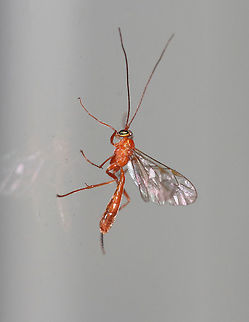 Ichneumon Wasp - Netelia sp. This female wasp has a sharp ovipositor at the end of her abdomen, which can actually be used to sting (unlike many other ichneumons). She uses it to sting a host caterpillar in order to lay an egg on it. The egg is stalked and remains attached to a caterpillar with a sort of "anchor". Once it hatches, the wasp larva will feed on the caterpillar as an ectoparasitoid (external parasite).  Therefore, these wasps are koinobionts because they allow their host to continue development without fully arresting it.

Habitat: Attracted to a light at night in a rural area Geotagged,Netelia,Parasitica,Summer,United States,ichneumon,ichneumon wasp,ichneumonidae,wasp