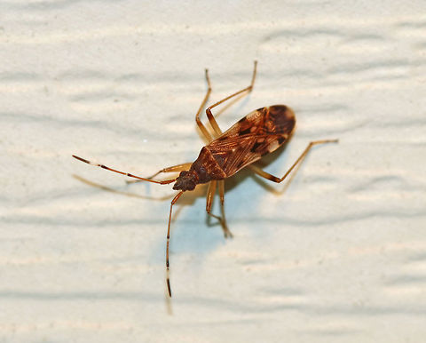 Dirt-colored Seed Bug - Ozophora picturata TL: ~ 5mm. Basal part of antennomere four is white.

Habitat: Attracted to a moth light in a rural area. Geotagged,Ozophora,Ozophora picturata,Rhyparochromidae,Summer,United States,bug,hemiptera,heteroptera,picturata,seed bug