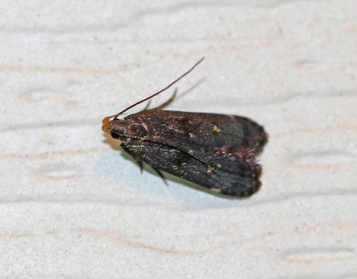 Dichomeris juncidella TL: ~7 mm. Dusky forewings. The central median area had two yellowish dots per forewing. <br />
<br />
Habitat: Attracted to a light in a rural area Dichomeris,Dichomeris juncidella,Geotagged,Summer,United States,moth