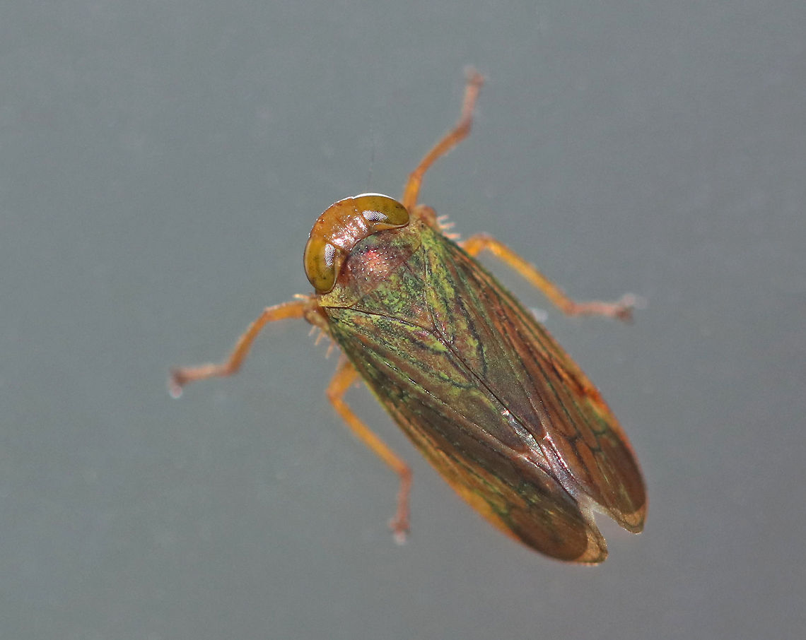 Planthopper - Jikradia olitoria TL: ~5 mm. Coloration was brownish green.<br />
<br />
Habitat: Attracted to a light in a rural area Cicadellidae,Geotagged,Jikradia,Jikradia olitoria,Summer,United States,planthopper