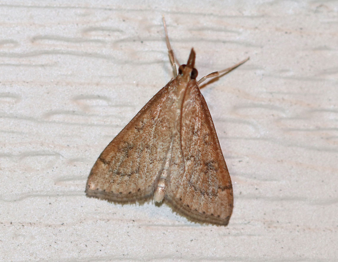 Celery Leaftier Moth (Udea rubigalis) TL: 10 mm. Forewing was reddish tan with dusky lines. Reniform spot is figure eight-shaped.<br />
<br />
Habitat: Attracted to a light in a rural area Celery leaftier,Geotagged,Summer,Udea rubigalis,United States,moth,udea