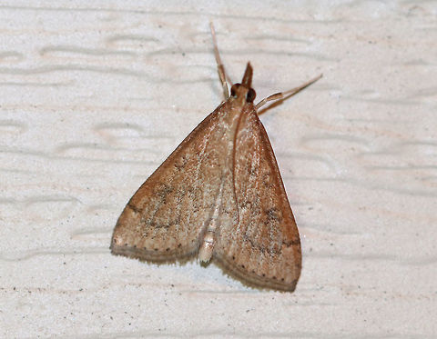 Celery Leaftier Moth (Udea rubigalis) TL: 10 mm. Forewing was reddish tan with dusky lines. Reniform spot is figure eight-shaped.

Habitat: Attracted to a light in a rural area Celery leaftier,Geotagged,Summer,Udea rubigalis,United States,moth,udea
