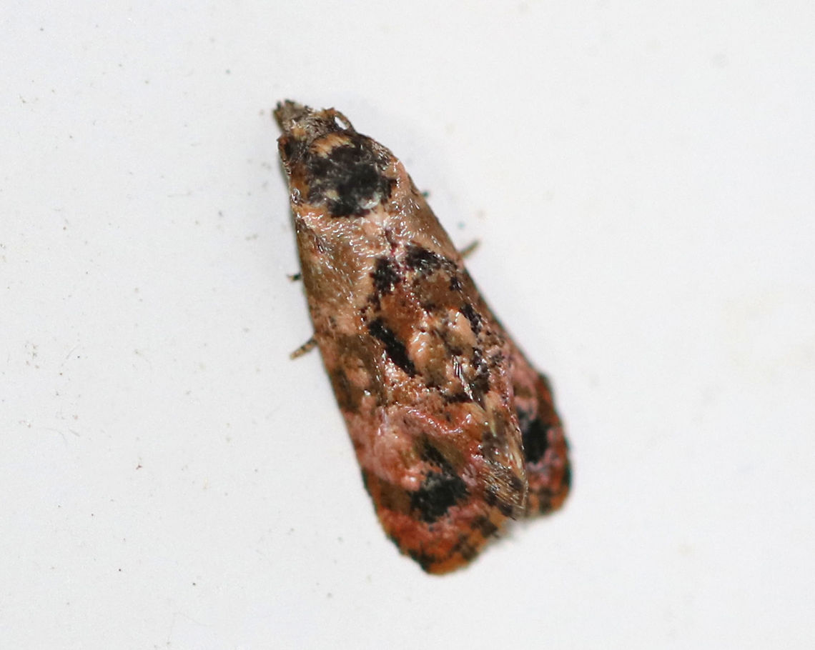 Verbena Bud Moth - Endothenia hebesana TL: ~8 mm. Marbled forewings with black spots forming the PM band.<br />
<br />
Habitat: Attracted to a light in a rural area Endothenia hebesana,Geotagged,Moth,Summer,United States,Verbena Bud Moth