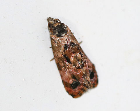 Verbena Bud Moth - Endothenia hebesana TL: ~8 mm. Marbled forewings with black spots forming the PM band.

Habitat: Attracted to a light in a rural area Endothenia hebesana,Geotagged,Moth,Summer,United States,Verbena Bud Moth