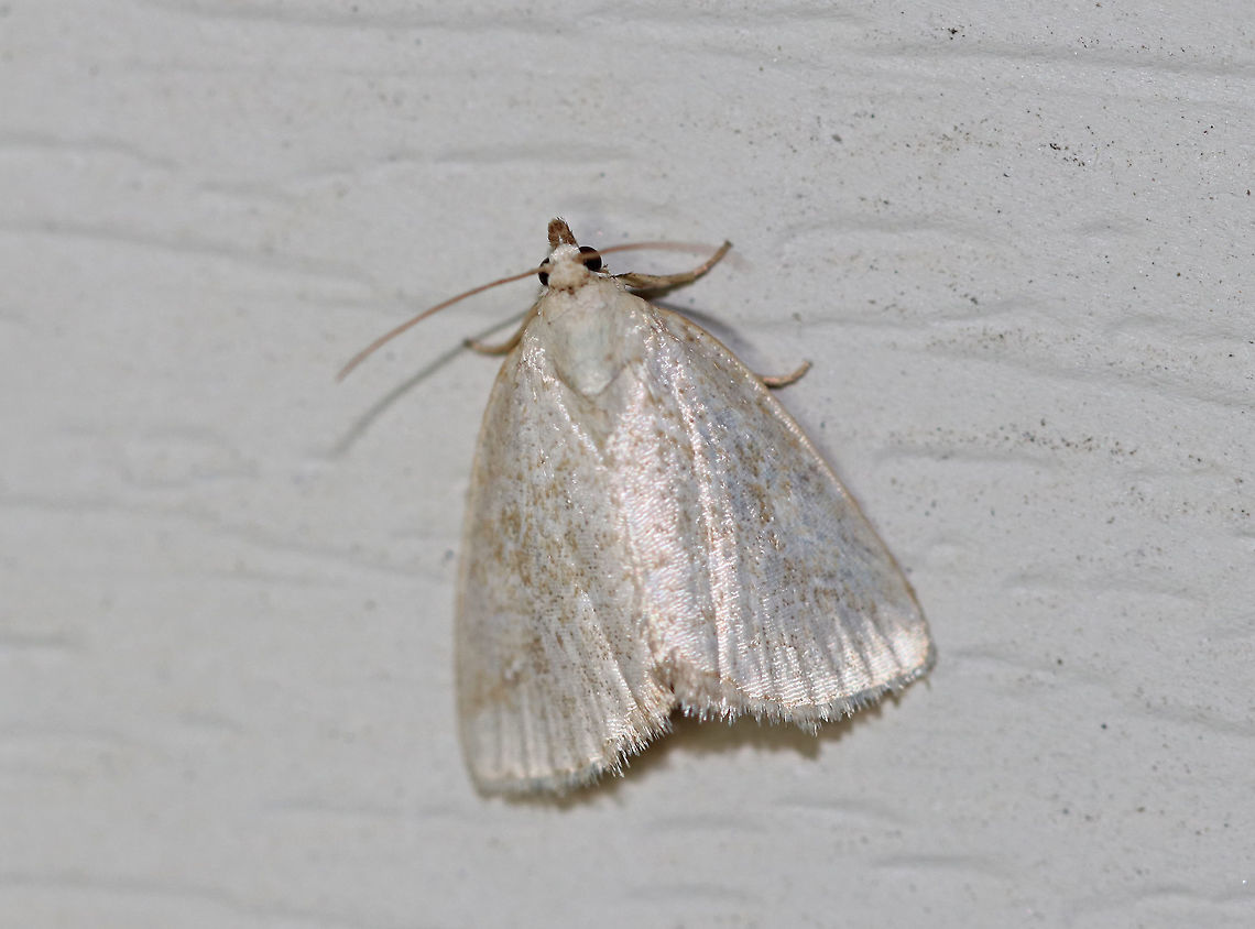 Pale Glyph - Protodeltote albidula Total length: ~10 mm. Pale forewings are lightly peppered with brown scales and tan lines. Indistinct orbicular and reniform spots are outlined white.<br />
<br />
Habitat: Attracted to a light in a rural area. Geotagged,Pale Glyph,Protodeltote,Protodeltote albidula,Summer,United States,moth