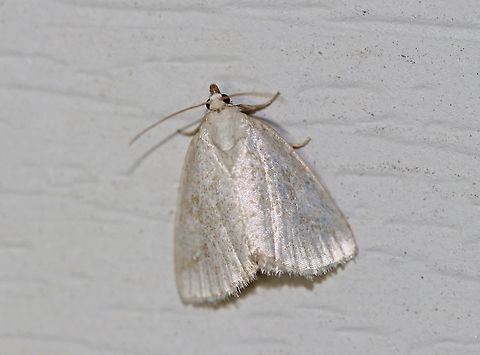 Pale Glyph - Protodeltote albidula Total length: ~10 mm. Pale forewings are lightly peppered with brown scales and tan lines. Indistinct orbicular and reniform spots are outlined white.

Habitat: Attracted to a light in a rural area. Geotagged,Pale Glyph,Protodeltote,Protodeltote albidula,Summer,United States,moth